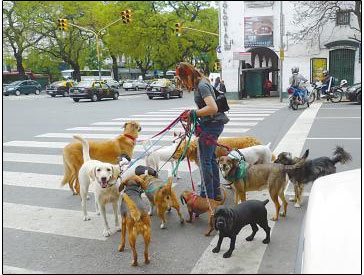 极度热爱狗狗的国家：阿根廷