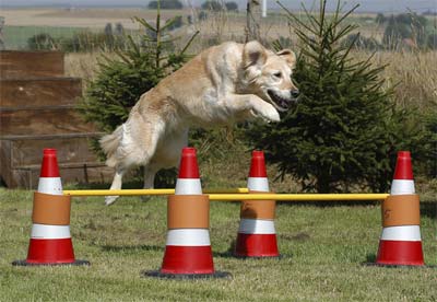 如何利用横杆训练狗狗跳跃