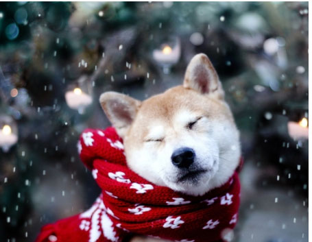 冬季应该如何护理狗狗？

