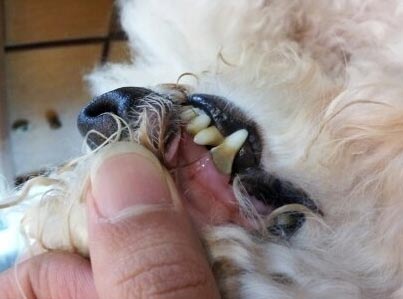 如何防止小狗有牙结石？？狗狗得了牙结石会怎么样？