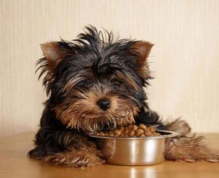 狗狗厌食如何预防呢？2个简单方法