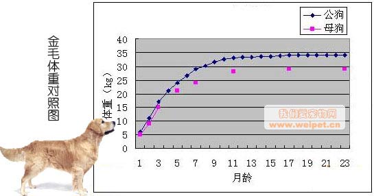 金毛犬的标准体型与体重 我们爱宠物网