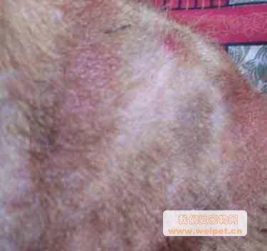 松狮皮肤病图片1